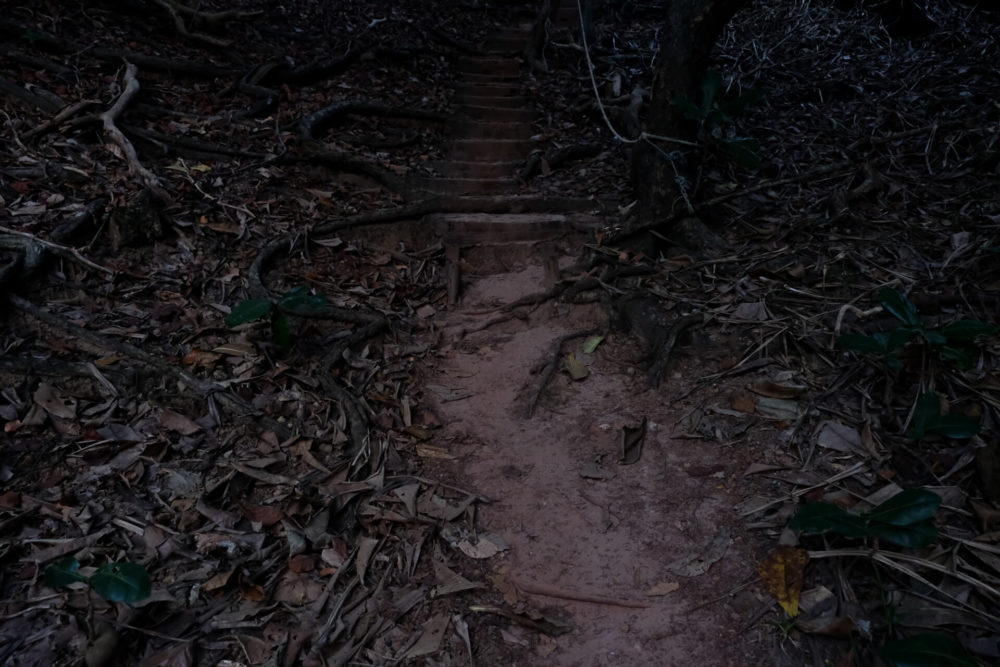 forest path thailand